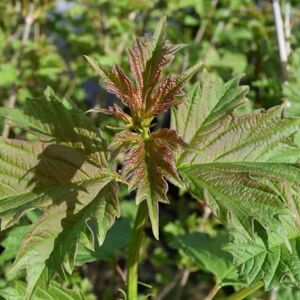 Viburnum opulus 60-80 cm